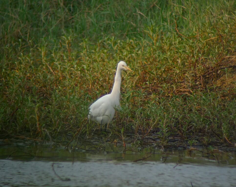 Medium Egret