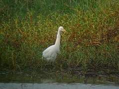 Medium Egret