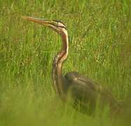 Purple Heron