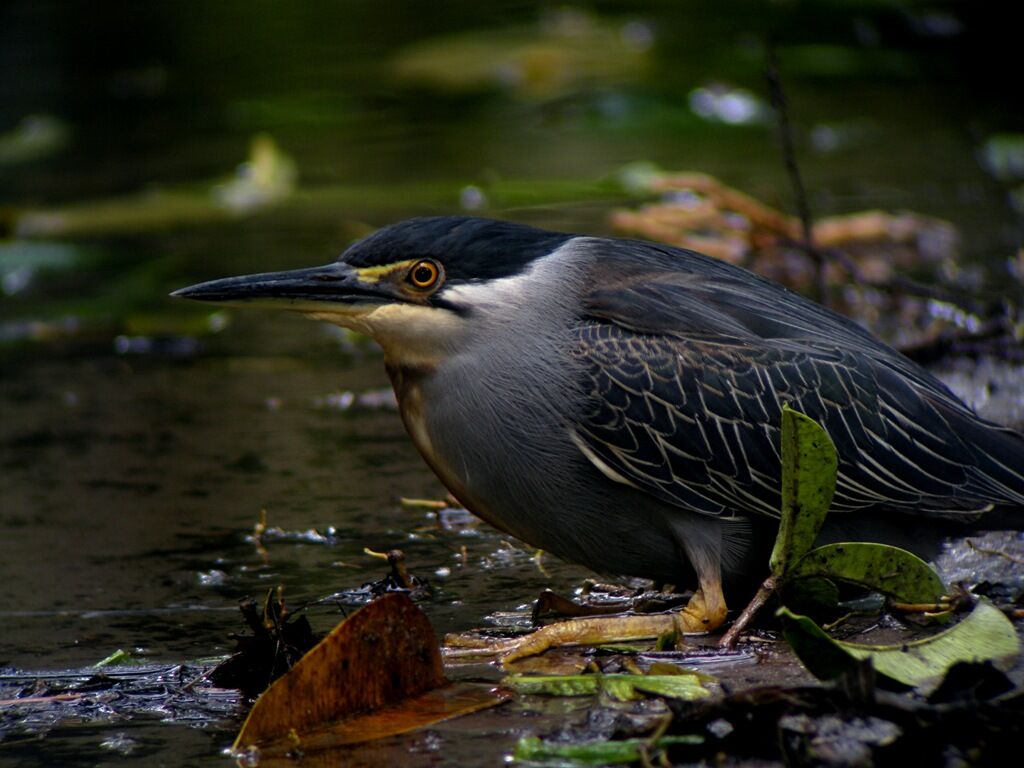 Striated Heronadult