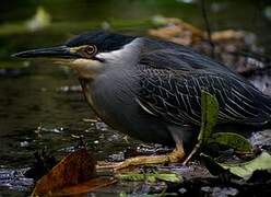 Striated Heron