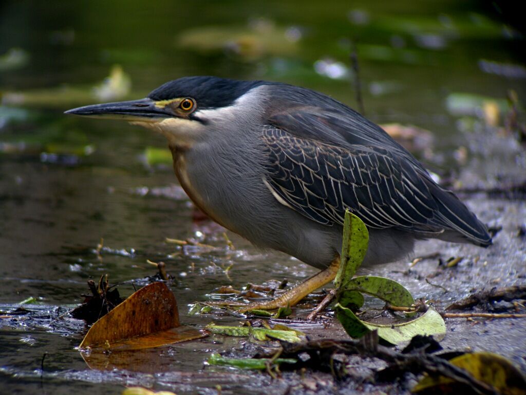 Striated Heron