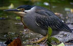 Striated Heron