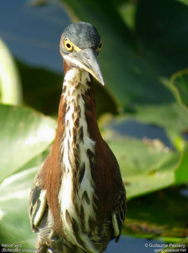 Green Heron