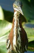 Green Heron