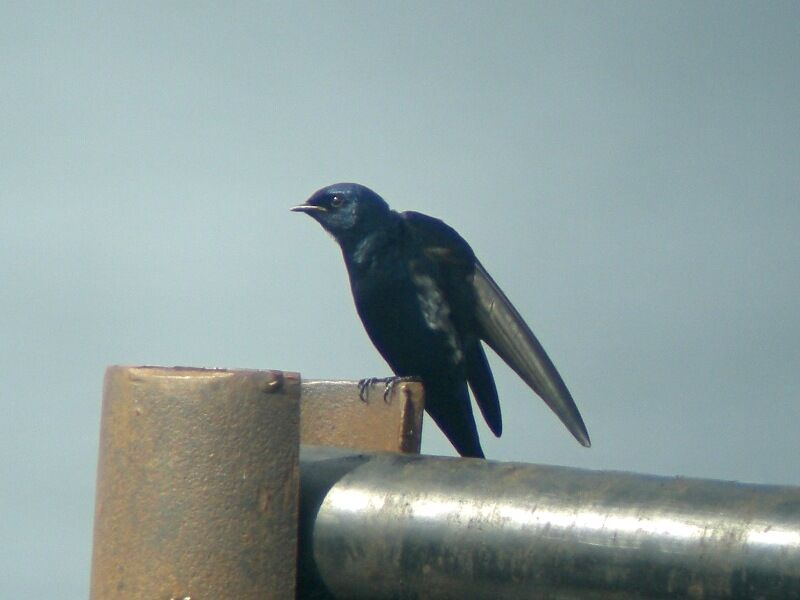 White-bibbed Swallow