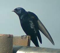 White-bibbed Swallow