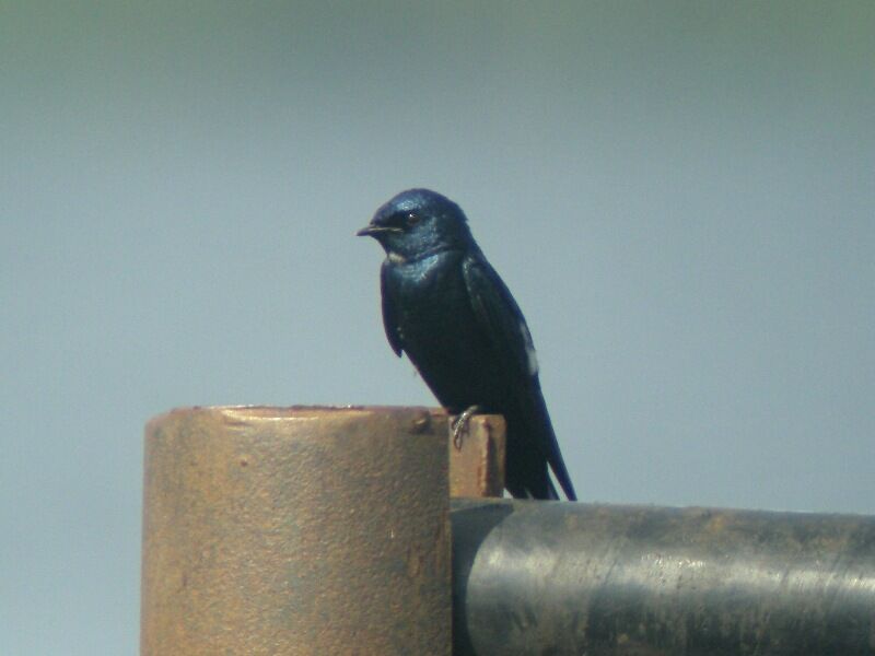 White-bibbed Swallow, identification