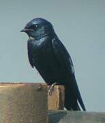 White-bibbed Swallow