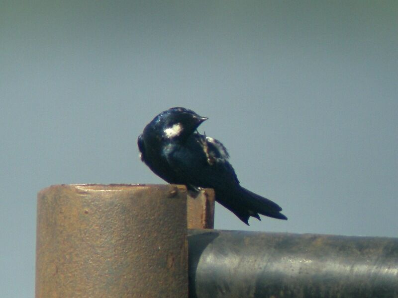 White-bibbed Swallow