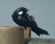 White-bibbed Swallow