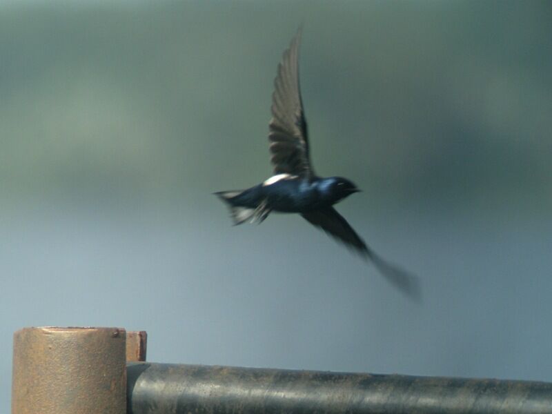 White-bibbed Swallow, Flight