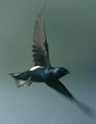 White-bibbed Swallow