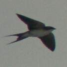 Hirondelle à croupion gris