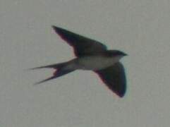 Grey-rumped Swallow