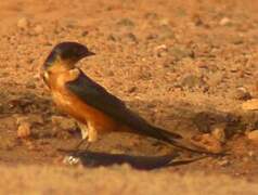 Red-breasted Swallow