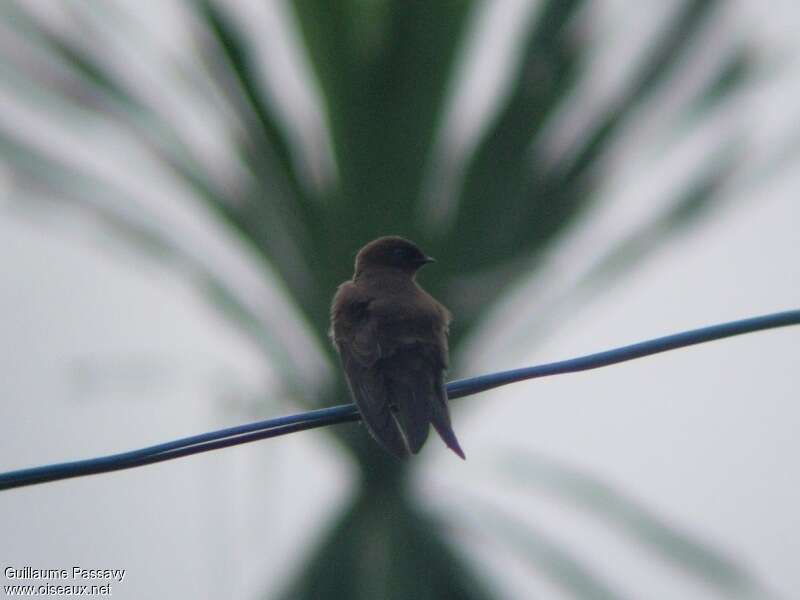 Hirondelle brune