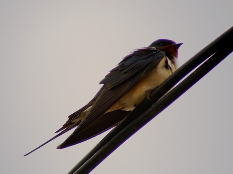 Barn Swallow male adult breeding