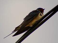 Barn Swallow