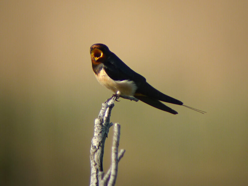 Barn Swallow