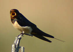 Barn Swallow