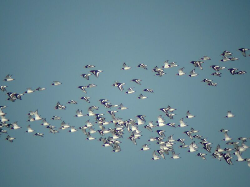 Eurasian Oystercatcheradult, Flight