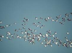 Eurasian Oystercatcher