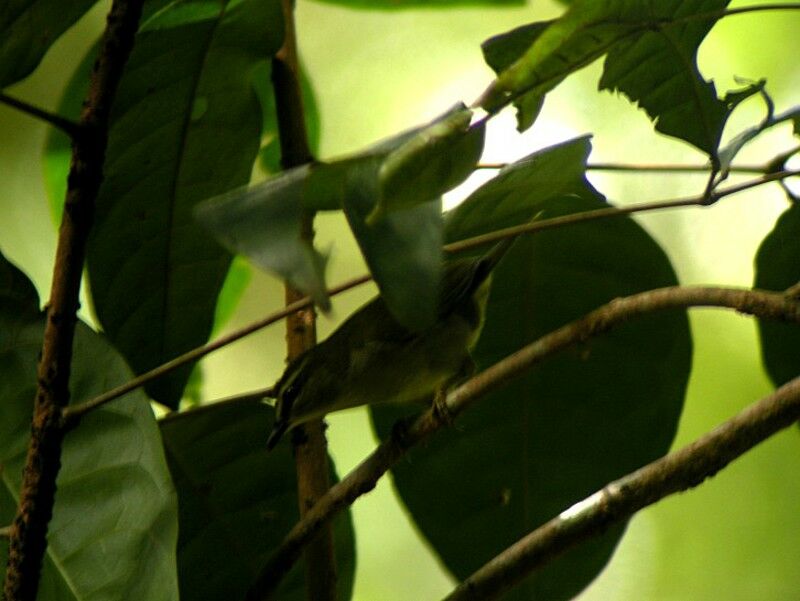 Green Hylia male adult