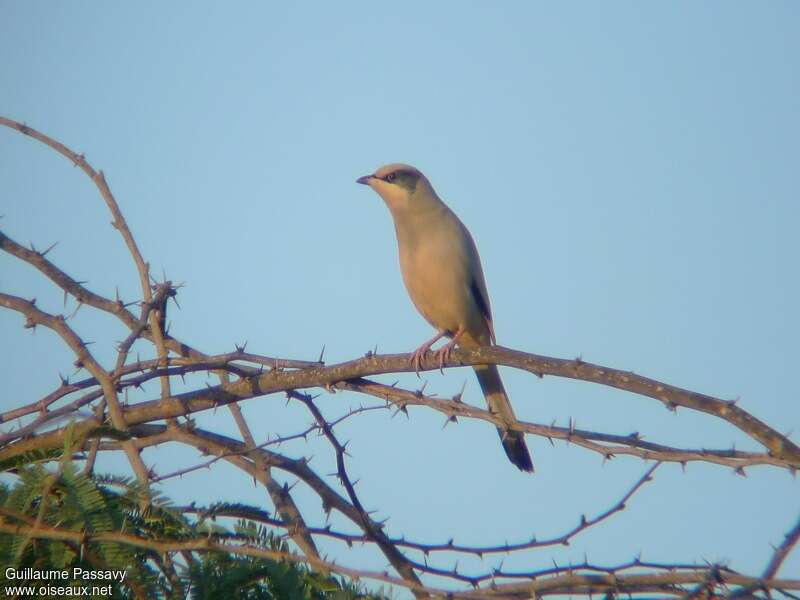 Grey Hypocoliusadult post breeding