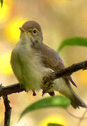 Melodious Warbler