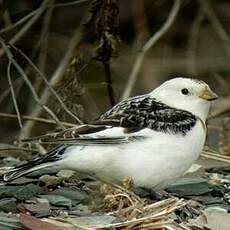 Bruant des neiges