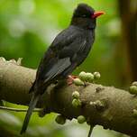 Bulbul noir