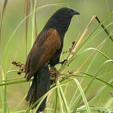 Coucal noir