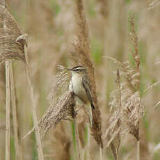 Phragmite des joncs