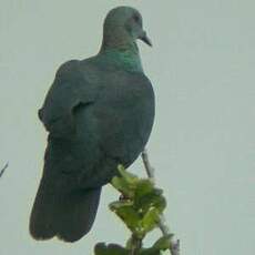 Pigeon à nuque bronzée