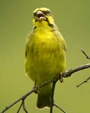 Serin du Mozambique