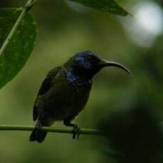 Souimanga à tête bleue