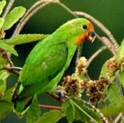 Red-headed Lovebird