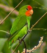 Red-headed Lovebird