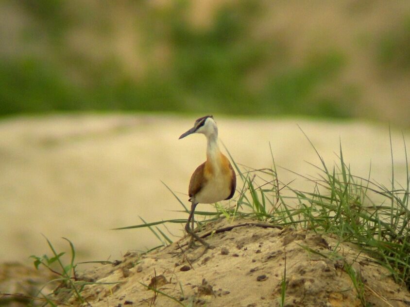 Jacana à poitrine dorée1ère année