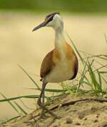 African Jacana