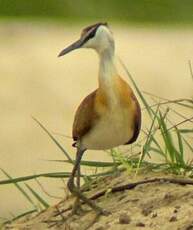 Jacana à poitrine dorée