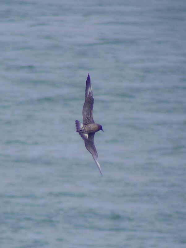 Long-tailed JaegerFirst year, Flight