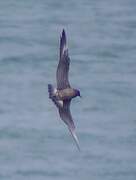 Long-tailed Jaeger