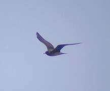 Long-tailed Jaeger