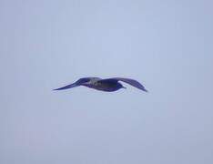 Long-tailed Jaeger