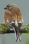 Common Linnet