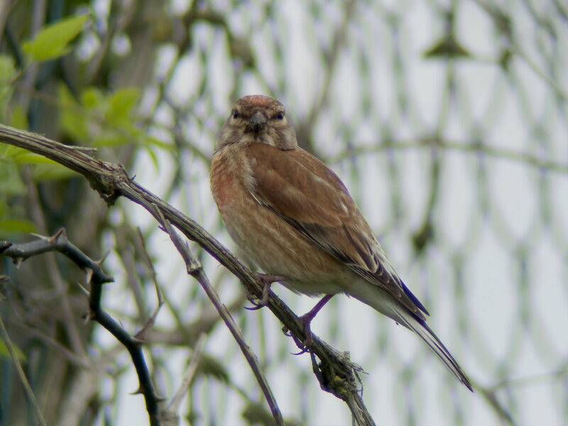 Common Linnet male adult breeding, identification