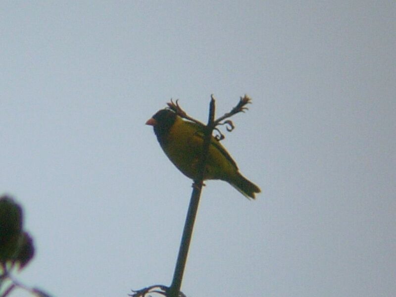 Oriole Finch male adult