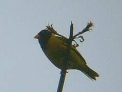 Oriole Finch